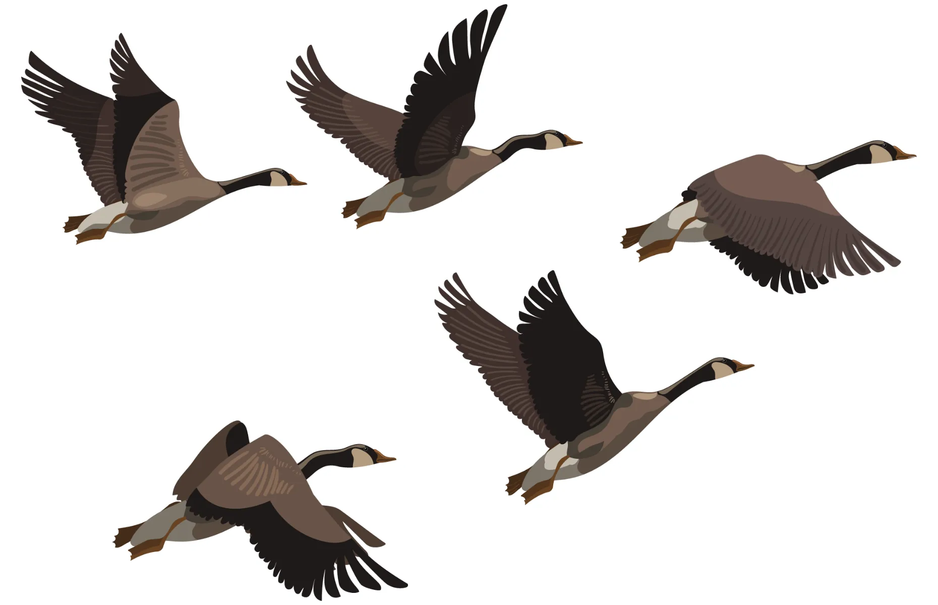 1001 babayagasblackgeese 1860 x 1200