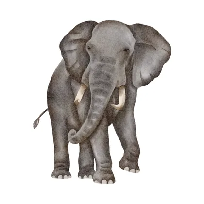The Six Blind Men And The Elephant SID00940