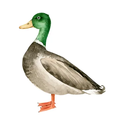 Quackling SID00553