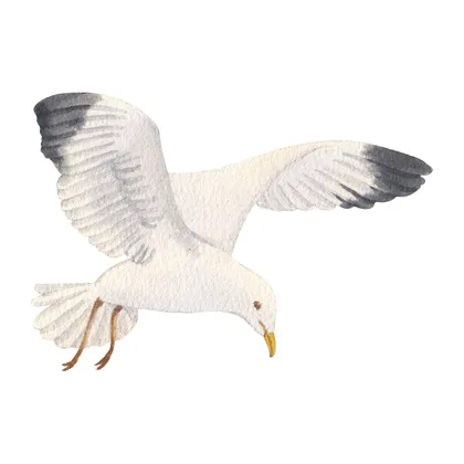 Gull Girl SID00795