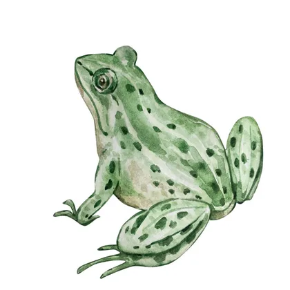 Ivan And The Frog Princess SID00361