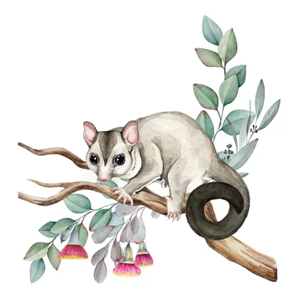 Baby Possums Blackberries SID00081 1