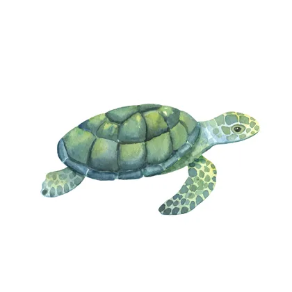 Anansi And The Turtle SID00051 1