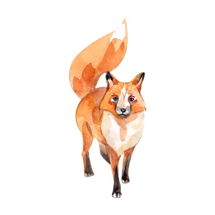 Reynard The Fox SID00565 1
