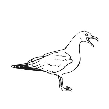 Why The Seagull Cries SID01129