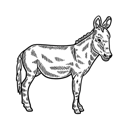 Lazy Jack SID00398 1